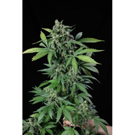 Blue Kush Autoflowering - Dinafem