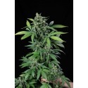 Haze 2.0 Autoflowering - Dinafem