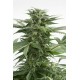 Graines de Haze XXL Autoflo de chez Dinafem