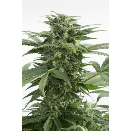 Haze 2.0 Autoflowering - Dinafem