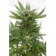 Haze XXL Autoflowering - Dinafem