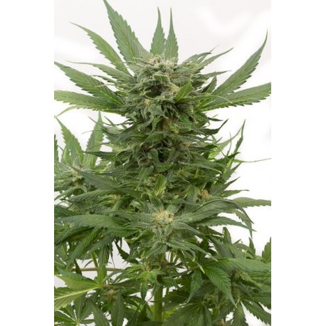 Graines de Sour Diesel Autoflo féminisées de chez Dinafem