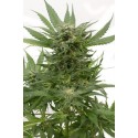 Sour Diesel Auto fleurissante - Dinafem