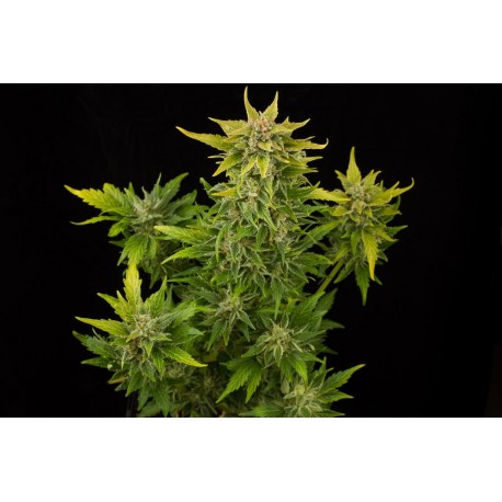 Sour Diesel Autoflowering - Dinafem