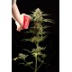 Haze Auto floraison graines de cannabis de chez Dinafem