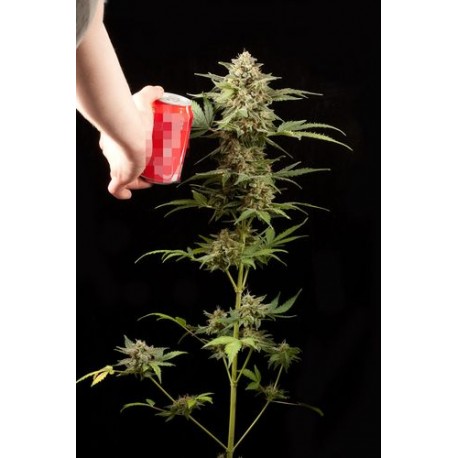 Haze Auto floraison graines de cannabis de chez Dinafem