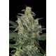 Haze Autoflowering - Dinafem