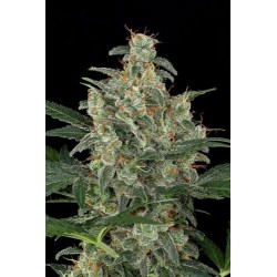 Cheese Auto Floraison - Dinafem