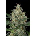 Cheese Auto Floraison - Dinafem