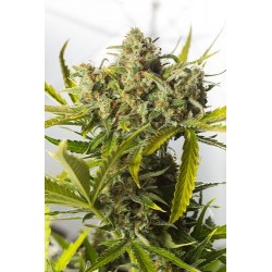 Blue Critical Auto fleurissante - Dinafem