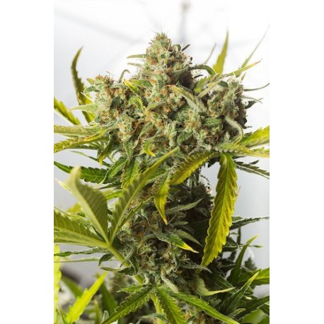 Blue Critical graines de cannabis auto fleurissantes de chez Dinafem