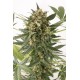 Blue Critical Autoflowering - Dinafem