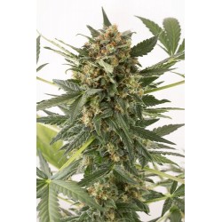 Kush'n Cheese Auto fleurissante - Dinafem