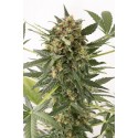 Kush'n Cheese Auto fleurissante - Dinafem