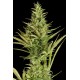 Kush'n Cheese Autoflowering - Dinafem