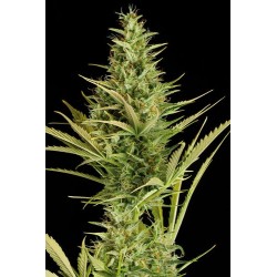 Cheese XXL Autoflowering - Dinafem