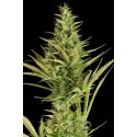 Cheese XXL Autoflowering - Dinafem