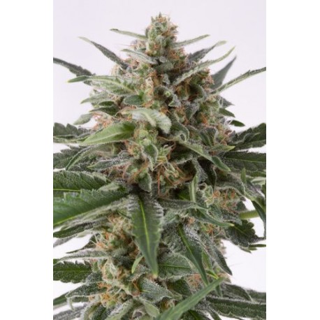 Cheese XXL Autoflowering - Dinafem