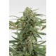 Graines de Critical + 2.0 Autoflowering de Dinafem