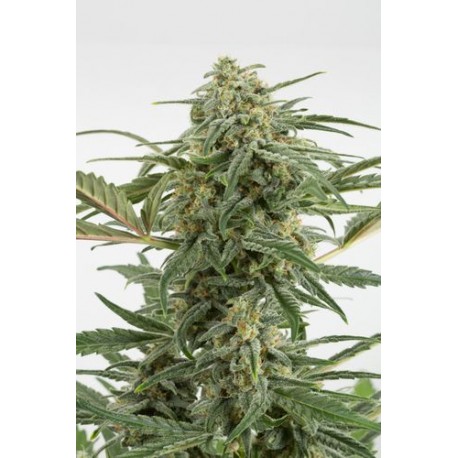 Graines de Critical + 2.0 Autoflowering de Dinafem