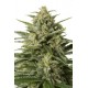 White Widow XXL Auto, graines de cannabis de chez Dinafem