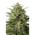 White Widow XXL Autoflowering - Dinafem