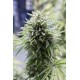 Graines d' OG Kush Autofloraison de chez Dinafem