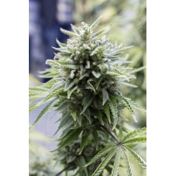 OG Kush Autofloraison - Dinafem