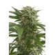 Graines de Bubba Kush cannabis à autofloraison de Dinafem