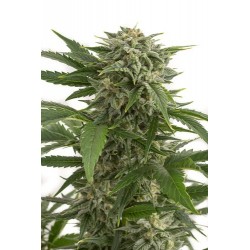 Bubba Kush Autofloraison - Dinafem