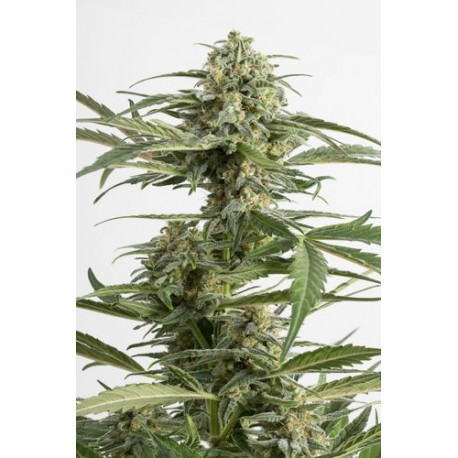 Bubba Kush Autoflowering - Dinafem