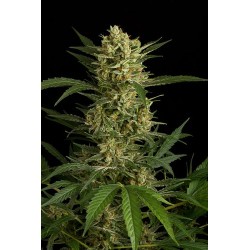 Original Amnesia Autofloraison - Dinafem