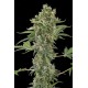 Moby Dick Autofloraison graine de cannabis par Dinafem