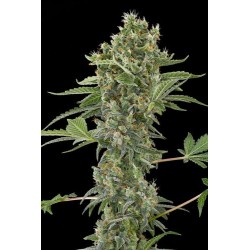 Moby Dick Autofloraison - Dinafem