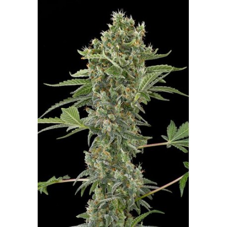 Original Amnesia Autoflowering - Dinafem