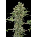 Moby Dick Autofloraison - Dinafem