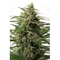 Moby Dick XXL Autofloraison - Dinafem