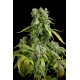 Moby Dick XXL Autoflowering - Dinafem