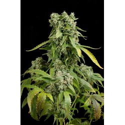 Blue Cheese Autofloraison - Dinafem