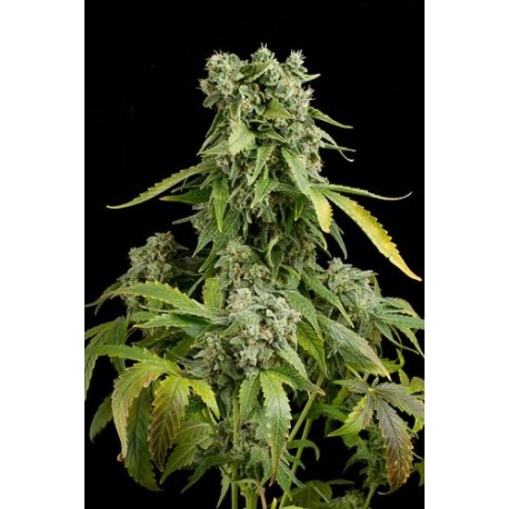 Moby Dick XXL Autoflowering - Dinafem