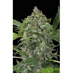 White Cheese Autoflowering - Dinafem