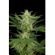 White Widow XXL Autoflowering - Dinafem