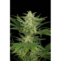 Critical Jack Autoflowering - Dinafem