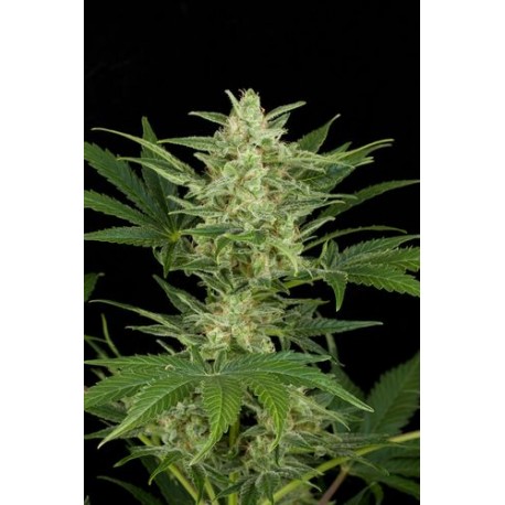 White Widow XXL Autoflowering - Dinafem