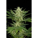 Critical Jack Autoflowering - Dinafem