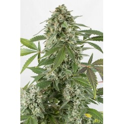 White Widow Autoflowering - Dinafem