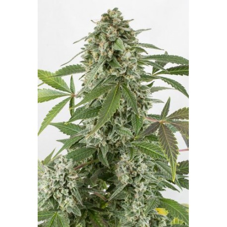 White Widow autofloraison de chez Dinafem