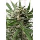 Blue Amnesia XXL Autofloraison graines de chez Dinafem