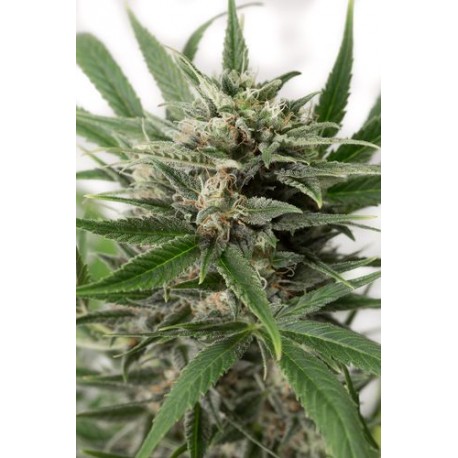 Blue Amnesia XXL Autofloraison graines de chez Dinafem