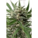 Blue Amnesia XXL Autofloraison - Dinafem